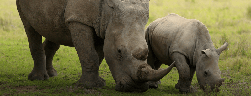 CSS Rhino